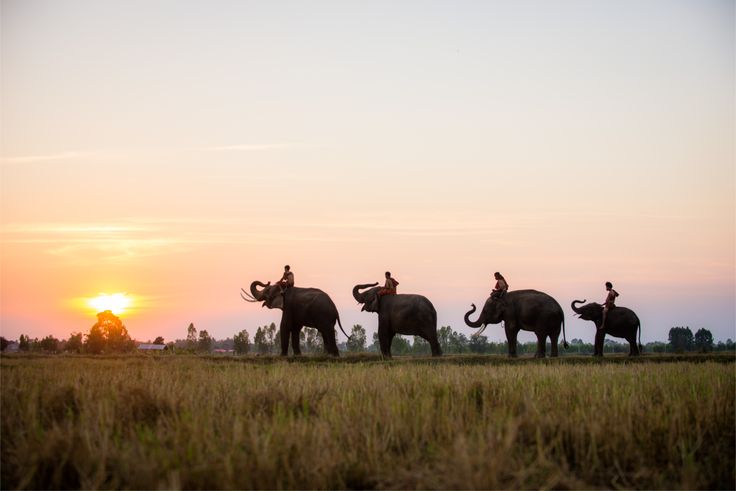 Kathmandu Namo Buddha Lumbini Chitwan Pokhara Tour – Chitwan National Park jungle safari